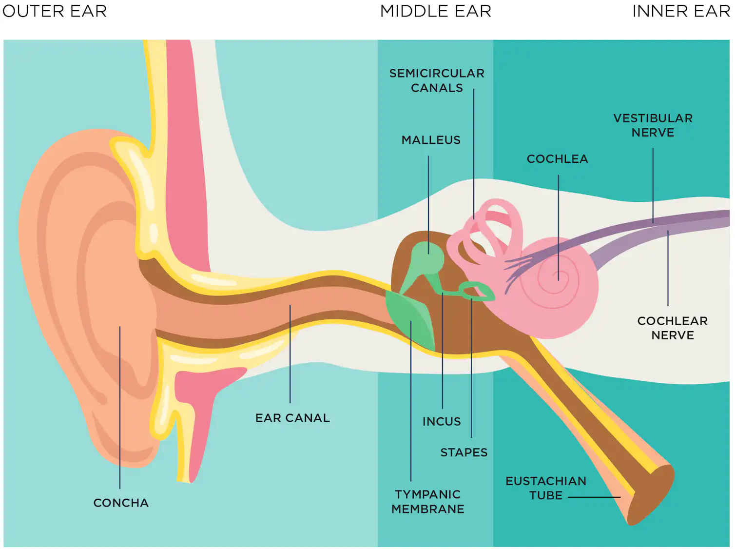 What Is Earwax Raw Story what-is-earwax-raw-story