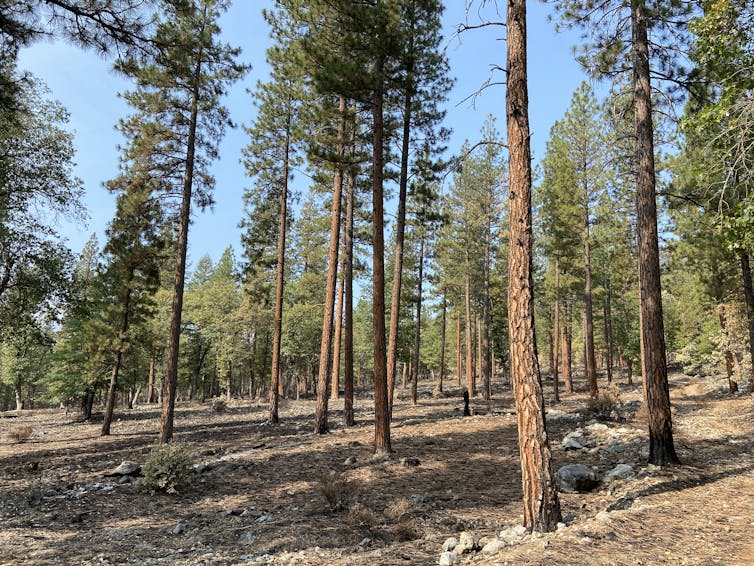 A forest with space among the trees.