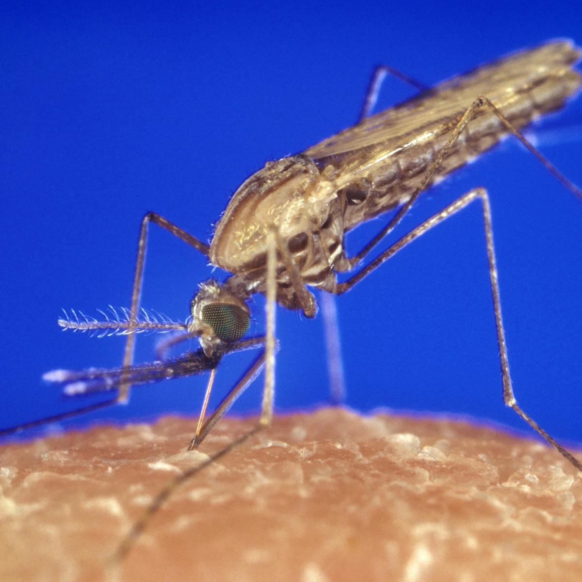Curious Kids: What would happen if all the mosquitoes in the world  disappeared?