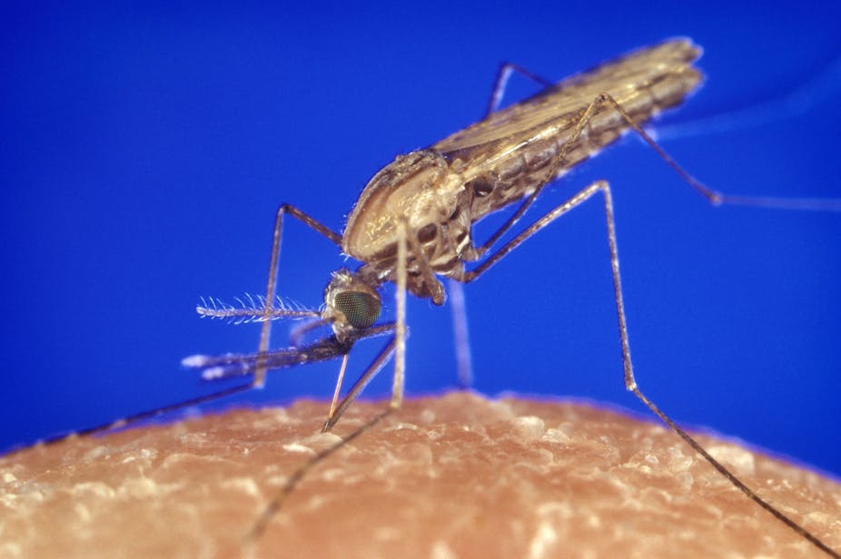 A mosquito is shown in extreme close-up on a human body.