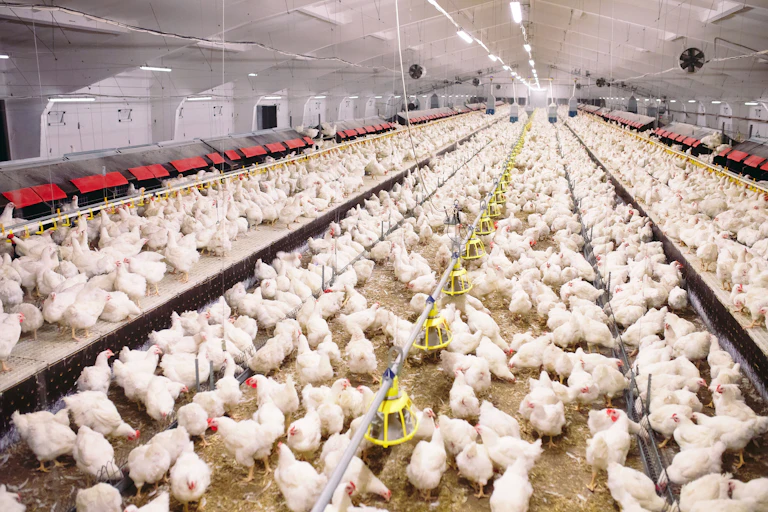 granja de pollos cubierta