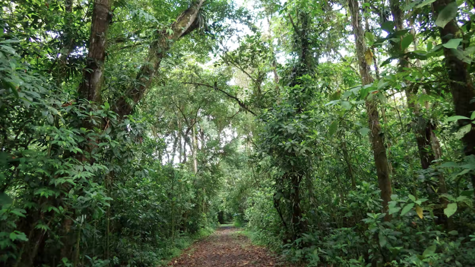Allée dans une forêt au Costa Rica