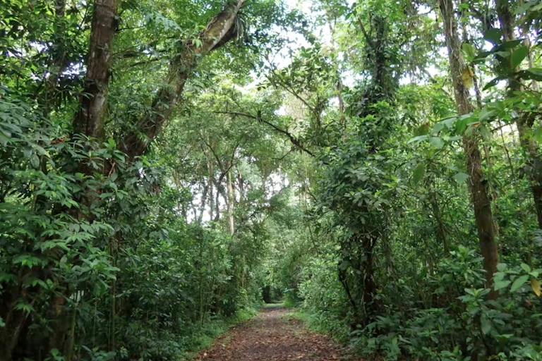 Allée dans une forêt au Costa Rica