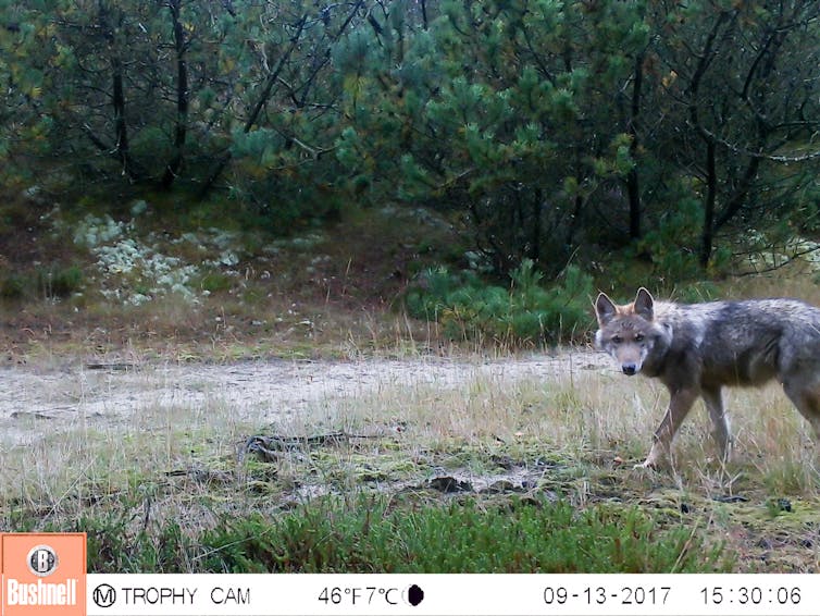A wolf pup staring at the camera and walking into frame in a forest clearing.