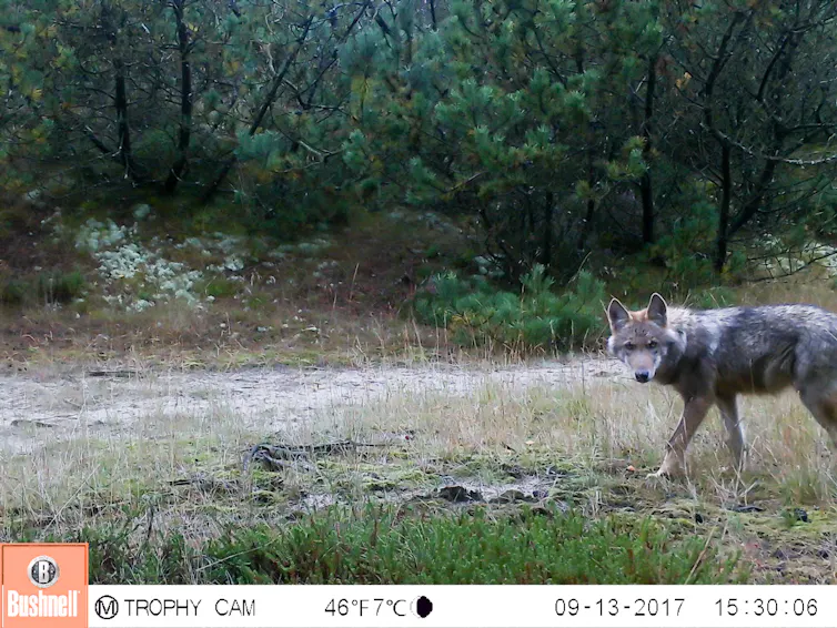 A wolf pup staring at the camera and walking into frame in a forest clearing.