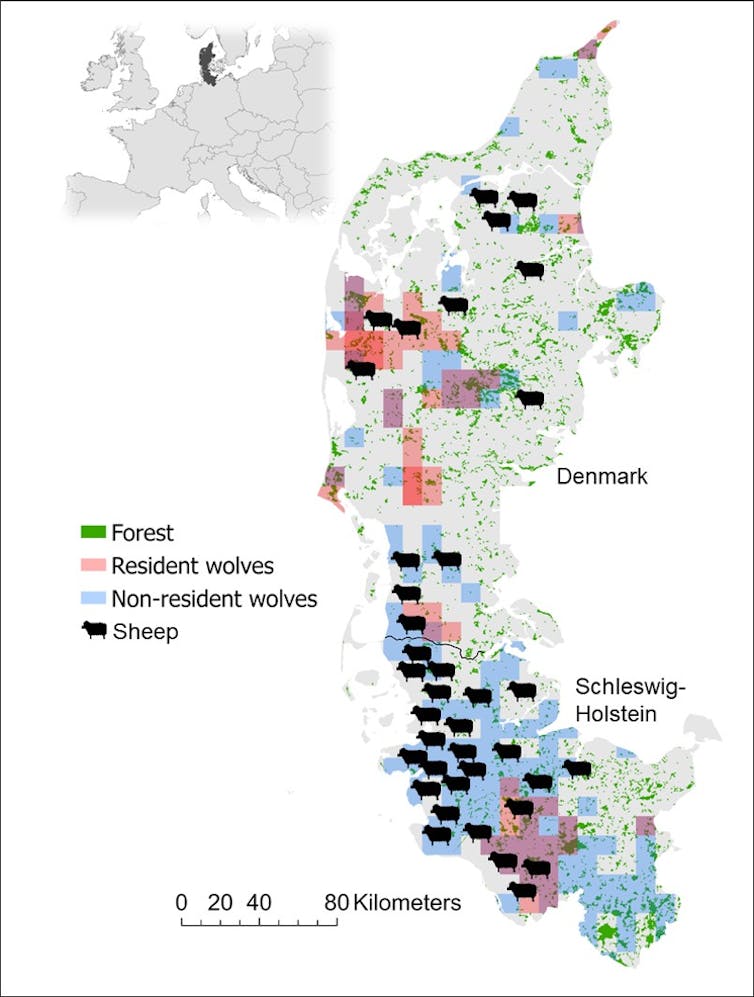 A map of the Jutland peninsula with shaded areas and sheep icons denoting wolf and livestock presence.