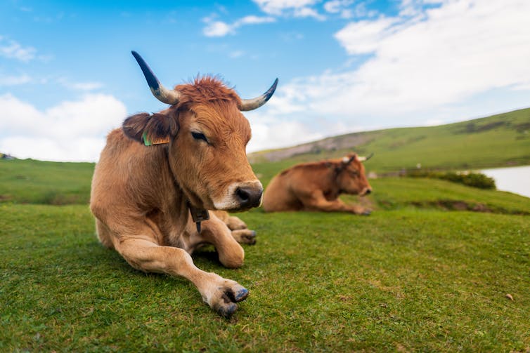 Vacas descansando en un prado de alta montaña.