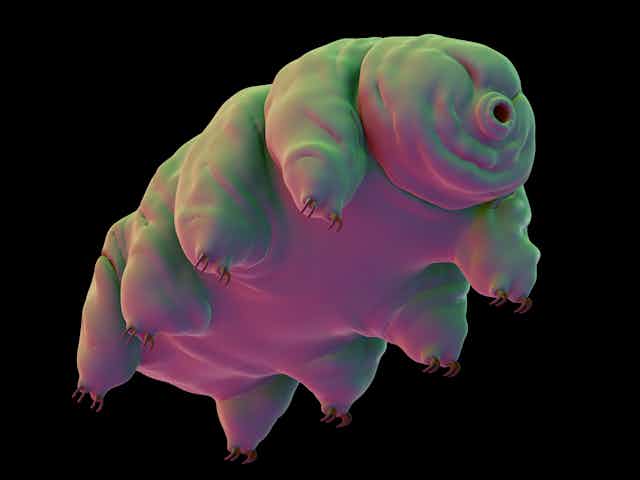 Vue d'artiste, représentation 3D d'un tardigrade, sorte d'ourso à 4 paires de pattes et avec une bouche ronde