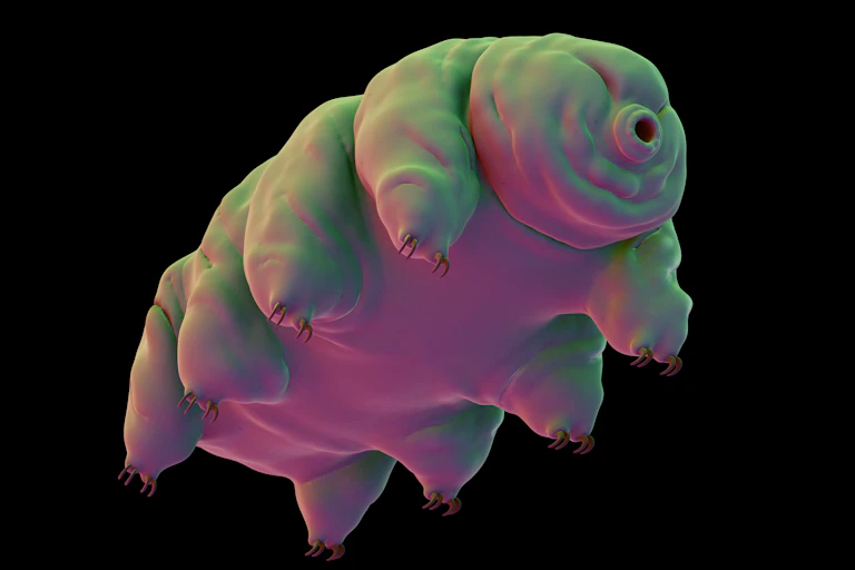 Vue d'artiste, représentation 3D d'un tardigrade, sorte d'ourso à 4 paires de pattes et avec une bouche ronde