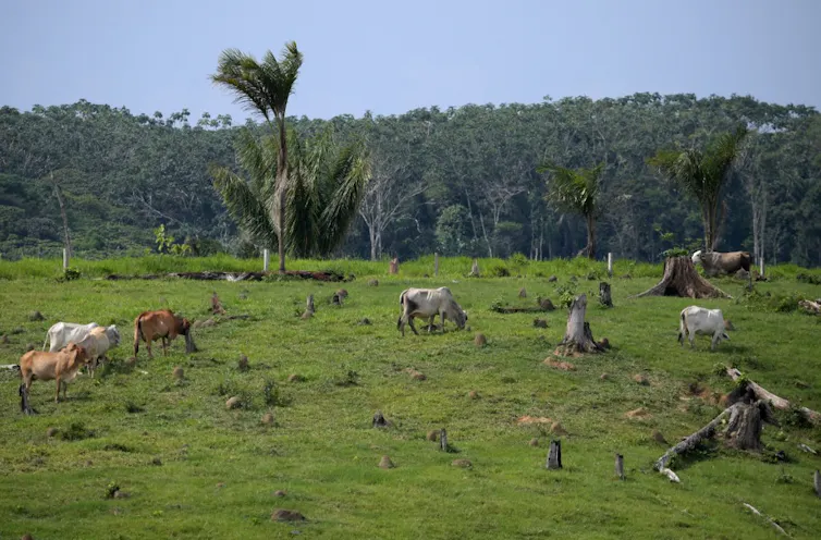 Champ avec des vaches en Colombie