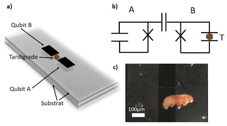 Image en 3 parties. Partie 1 : schéma d’un support sur lequel est fixé un tardigrade entouré de deux qubits. Partie : représentation du même montage sous forme de schéma électrique. Partie 3 : photographie d’un tardigrade