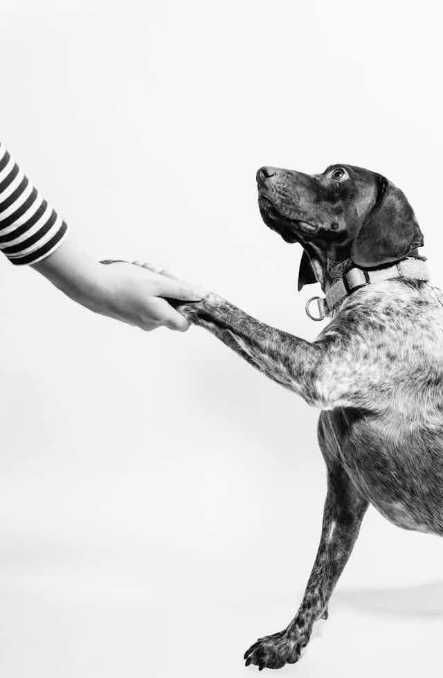 Photographie en noir et blanc d'un chien ressemblant à un épagneul avec sa patte dans une main humaine.