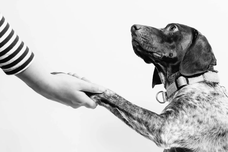 Photographie en noir et blanc d'un chien ressemblant à un épagneul avec sa patte dans une main humaine.
