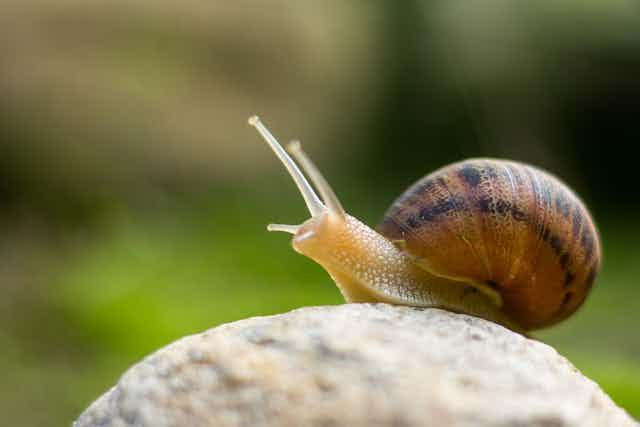 A snail on a rock