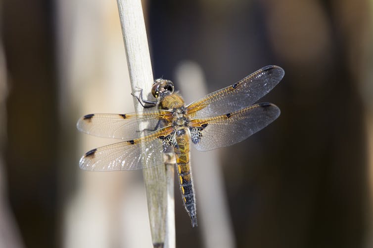 A dragonfly on a twig