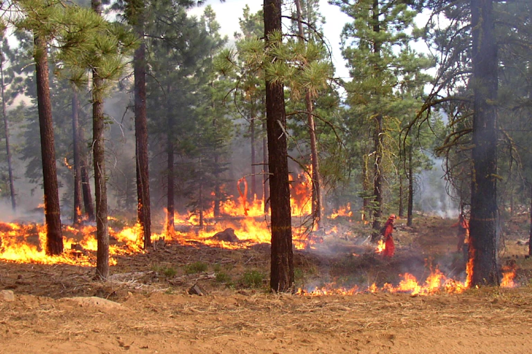 Firefighters in a thinned forest area
