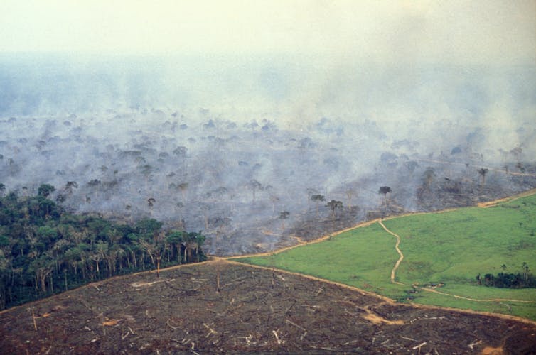 Uma seção de floresta mostrando diferentes estágios de desmatamento.