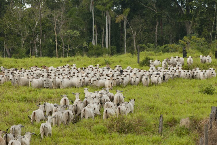 A herd of cattle on grass with thick forest behind them.