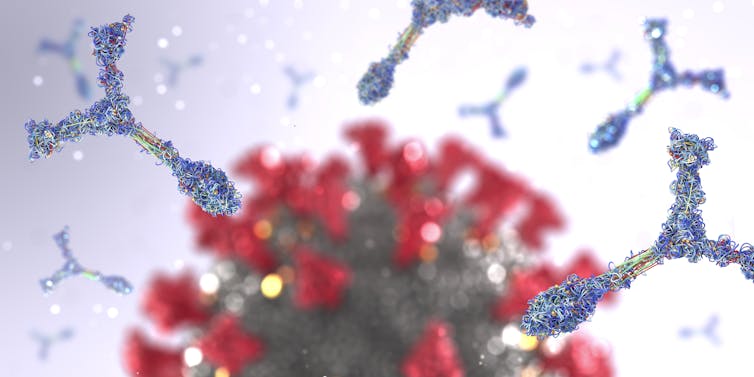 Uma ilustração 3-D de proteínas de anticorpos atacando uma célula de patógeno de coronavírus.