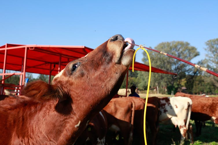 A red cow licking a sampling rod with yellow wire.