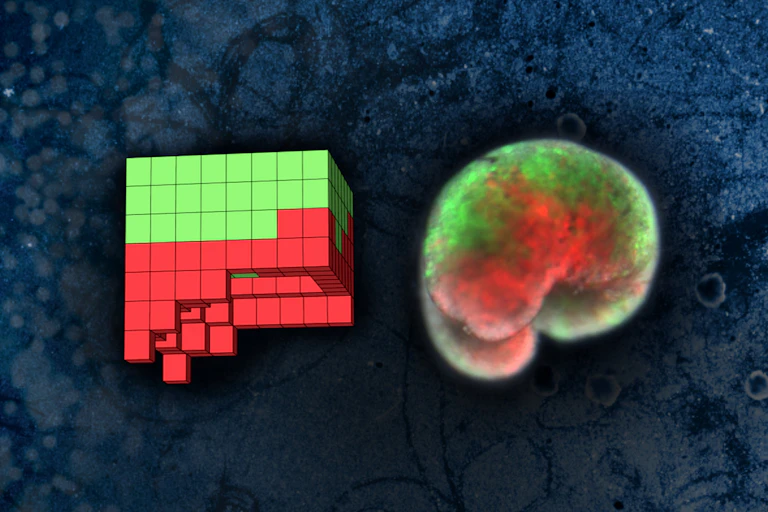 La représentation de l'IA est assez rectangulaire, la réelle plus arrondie ; dans les deux cas, les cellules cardiaques sont au centre et en bas de la construction.