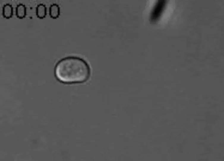Gif montrant une levure étirant un shmoo en réponse à des phéromones
