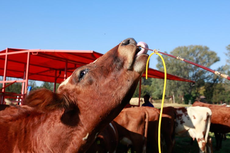 A red cow licking a sampling rod with yellow wire attached.