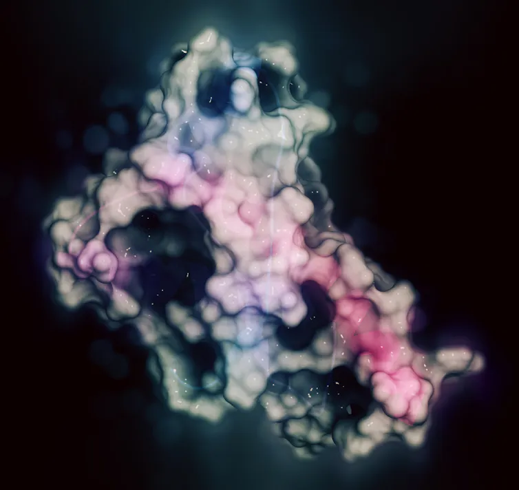 Modélisation 3D de la protéine prion humaine (hPrP)