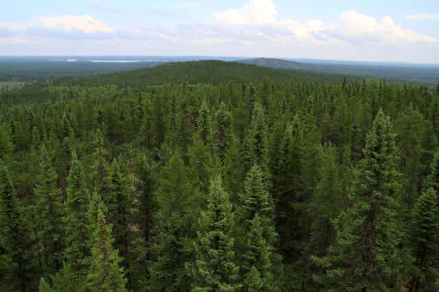 Aerial view of a forest with evergreens