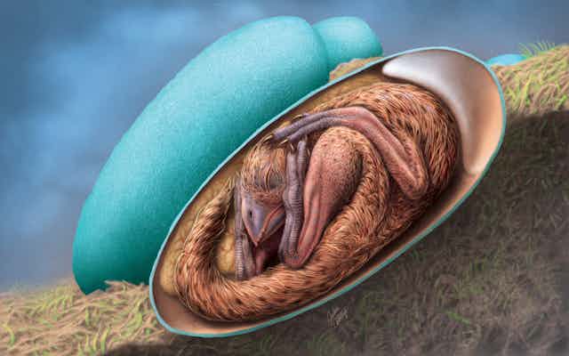 illustration of a cross-section of a bird-like dinosaur baby curled up in a blue egg