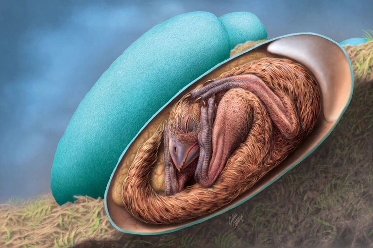 illustration of a cross-section of a bird-like dinosaur baby curled up in a blue egg