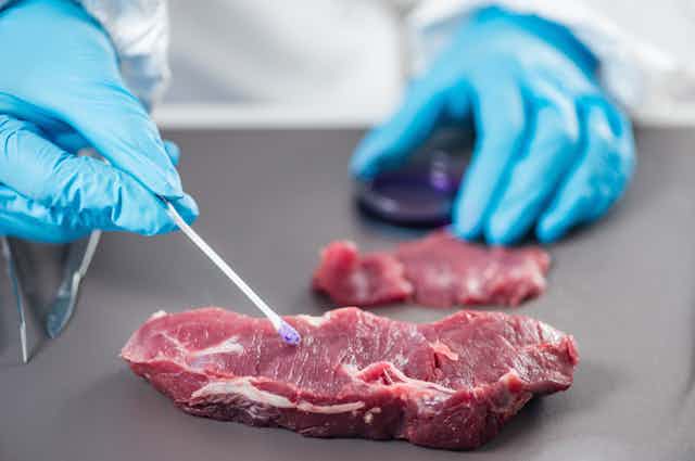 Una persona con guantes azules examina con un hisopo un filete de carne.