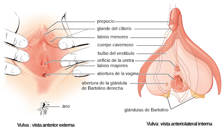 Vista anterior externa y vista anterolateral interna de la vulva.