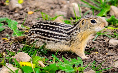 Gut microbes help hibernating ground squirrels emerge strong and healthy in spring