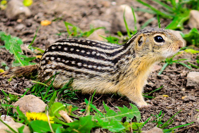 small alert mammal on the ground