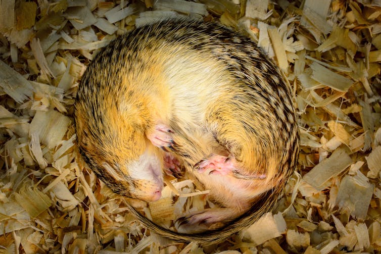 small mammal curled into a ball, nestled in wood chips