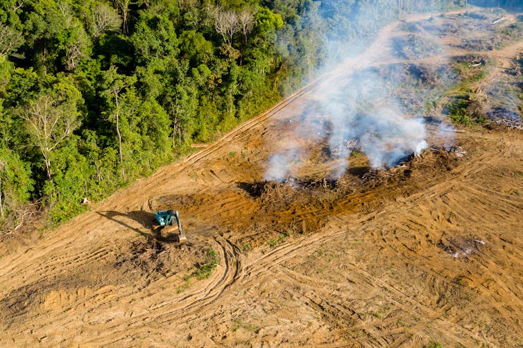 Excavator on forest cleared for livestock