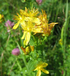 Hierba de San Juan o hipérico (
Hypericum perforatum ). E23 / Wikimedia Commons, CC BY-SA