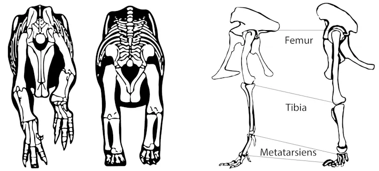 Allosaurus : les os sont plus fins et plus courbés ; Giraffatitan : les os sont plus massifs et plus droits