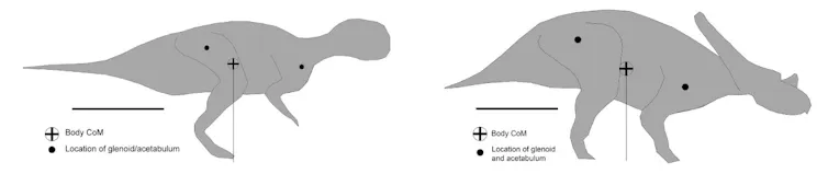 Gauche : dinosaure bipède penché vers l’avant, le CoM est proche de la hanche, aligné avec la pointe du pied ; Droite : dinosaure sur 4 pattes, le CoM est au niveau du ventre, entre les deux articulations des pattes avant et arrières