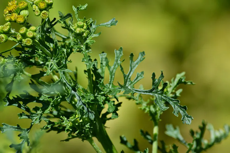 L'erba di San Giacomo ( Jacobaea vulgaris ) produce alcaloidi pirrolizidinici. Joanna Boise / Atlas Roslin , CC BY-SA