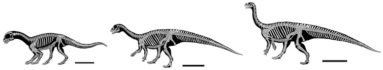 Éclosion : dinosaure entièrement quadupède ; 1 an : quadrupède, mais la posture commence légèrement à se redresser et les pattes avant à rétrécir ; Adulte : bipède, les pattes arrières, la posture reste penchée vers l’avant