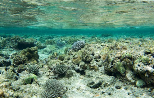 Scott Morrison to announce $1 billion for Great Barrier Reef