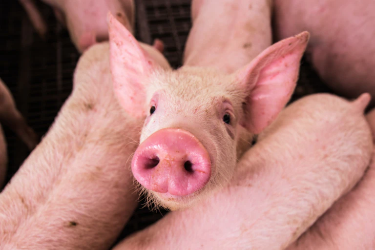 A pen with several pigs and one pig staring at the camera.