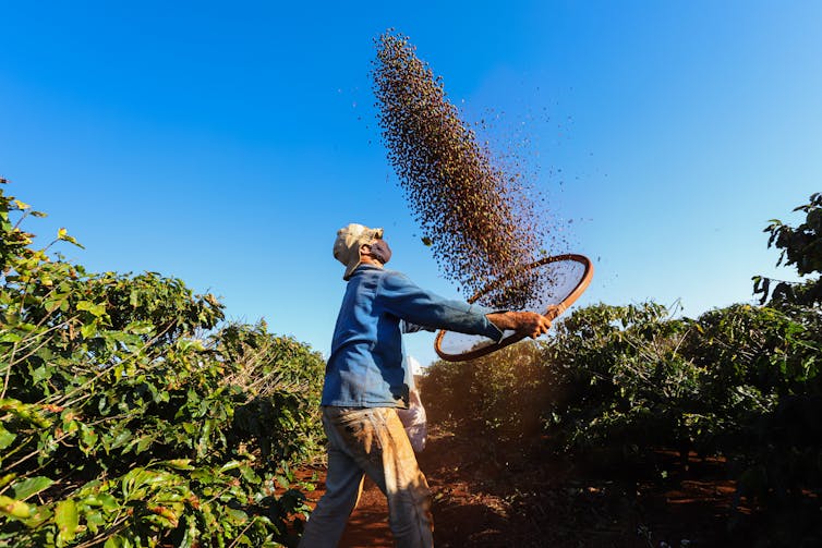 Man tosses coffee beans on a plantation