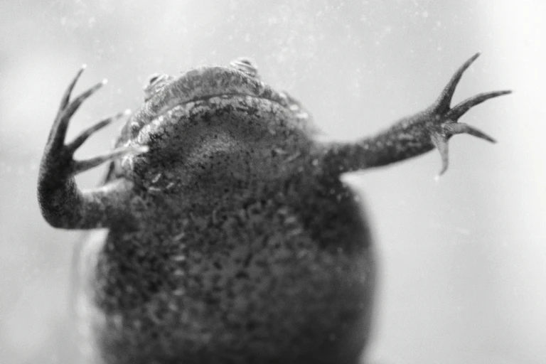 Image of the bellow and outstretched limbs of an African clawed frog