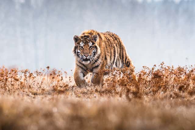 A tiger stalks through a field.