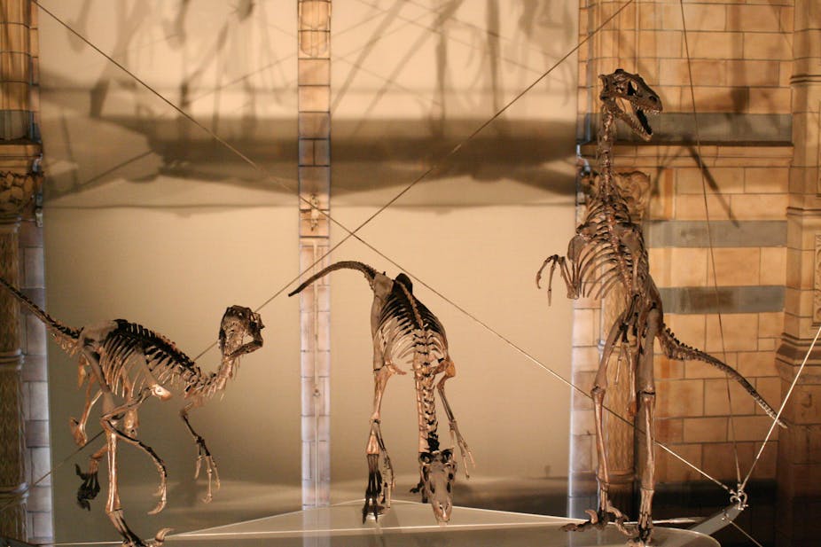 Trois squelettes de dinosaures bipèdes, deux en position de marche, le dernier entièrement dressé sur ses pattes arrières