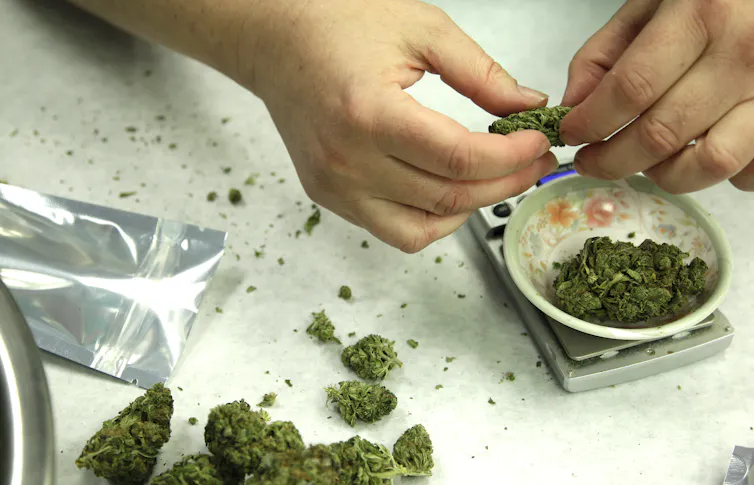 person weighing marijuana