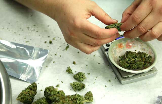a hand is seen holding a hunk of marijuana as more pot sits on a scale and on the table